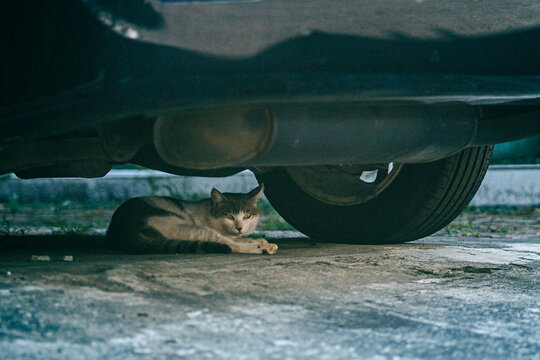 The cat under the car
