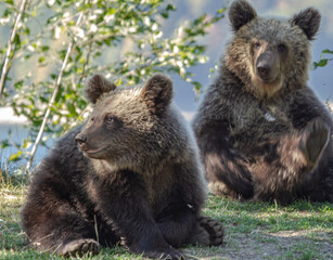 Young bear by the road, Romania