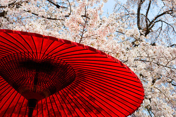 赤傘と桜