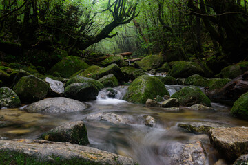 苔の森を静かに流れる川