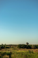 Fototapeta premium landscape with trees and sky