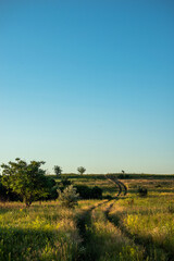 Fototapeta premium landscape with a tree