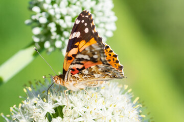Butterfly on blossom flower in green nature....