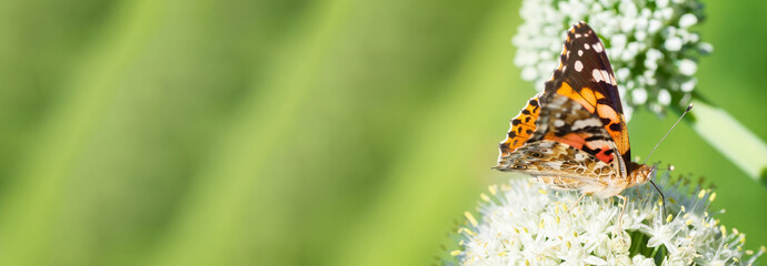 Butterfly on blossom flower in green nature.... © alexbush