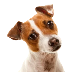 Fotobehang Transparent PNG Portait of an Adorable Jack Russell Terrier. © Andy Dean