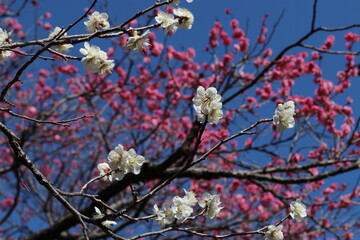 梅の花