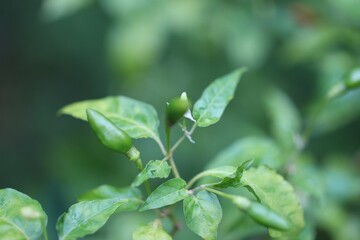 leaves in the garden