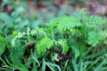 wild strawberry bush
