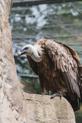 Specimen of alpine vulture in captivity