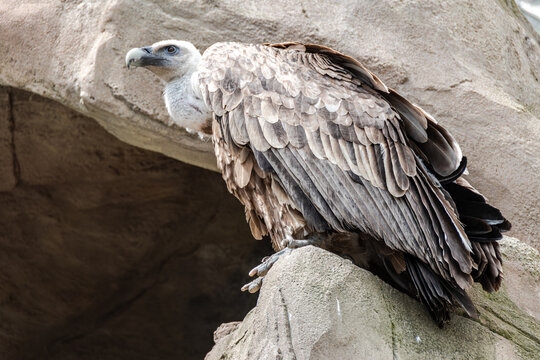 Specimen of alpine vulture in captivity