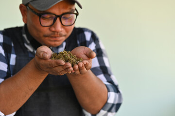 Cropped view of Asians sniffing dried cannabis flowers.