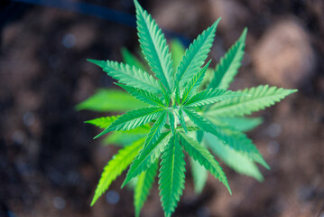 Naklejka na ściany i meble hemp leaves, Cannabis sativa plant background in farm marijuana plantations.