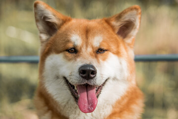 Portrait of Happy Akita Inu Dog