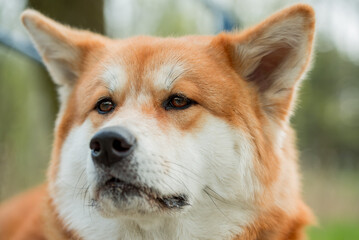 Portrait of Happy Akita Inu Dog