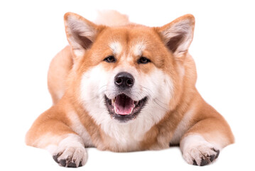 Portrait of Happy Akita Inu Dog