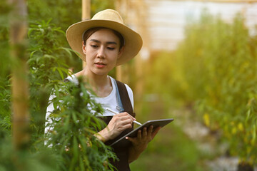 Professional researchers working in a hemp field during checking cannabis plant, Marijuana...