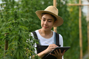An Asian Agriculturist, Researcher, Farmer or Gardener Woman use tablet to record cannabis cultivation data for use in research.