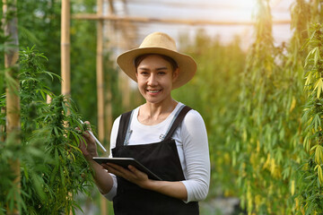 An Asian Agriculturist, Researcher, Farmer or Gardener Woman collecting cannabis cultivation data to be used to improve the quality of cannabis.