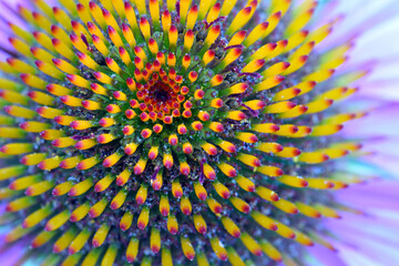 Cone Flower Spiral 06
