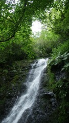 Fototapeta premium waterfall in the woods