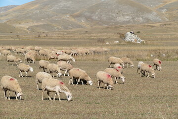 Obraz premium sheeps grazing at the meadow in the italian Alps