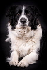 Obraz na płótnie Canvas portrait of the Border Collie Dog