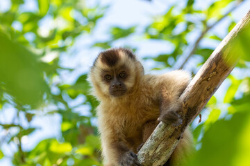 Fototapeta premium Capuchin Monkey looking at the screen