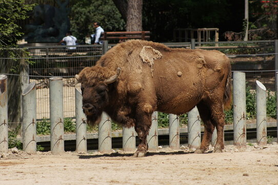 bisonte