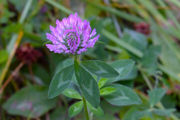 Purple Clover Green Leaf 03