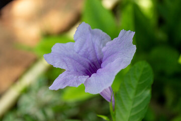 flower in the garden