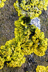Close Up of Moss Lichen Urban Decay Texture Background