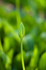 Unopened green tulip bud on a background of green grass. Bright background. selective focus