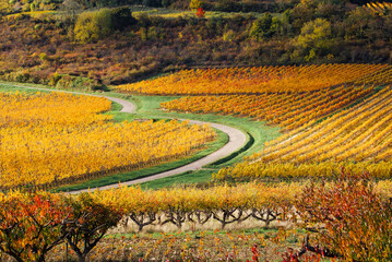 Une route sinueuse au milieu du vignoble pendant l'automne. Une route traversant des vignes et un verger. Des vignes en automne sur le flanc d'une colline. Un verger et des vignes pendant l'automne.