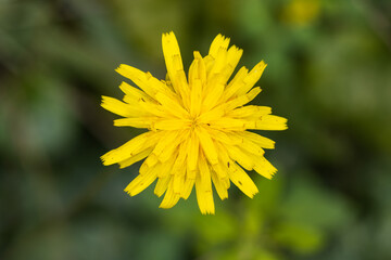 The flower of Tragopogon orientalis, common name Oriental goat's beard