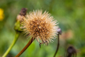 The fruit of Tragopogon orientalis, common name Oriental goat's beard
