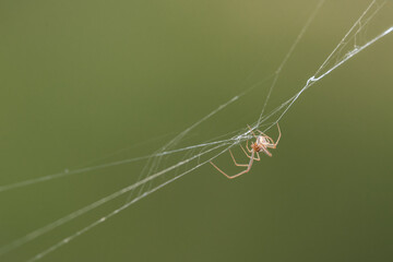 spider on the web