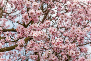 Mandelbaumblueten (Prunus dulcis)