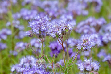 Feld mit Rainfarn-Phazelie (Phacelia tanacetifolia)