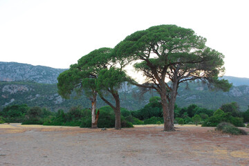 green trees with large wide crowns and leaves in the forest against the background of mountains