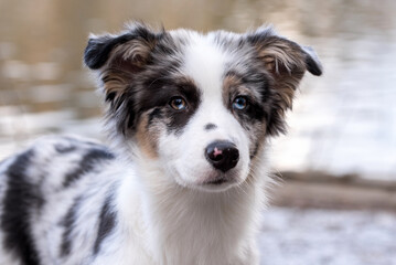 portrait of the Australian Shepherd Puppy dog