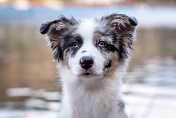 portrait of the Australian Shepherd Puppy dog