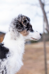 portrait of the Australian Shepherd Puppy dog