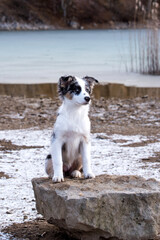 portrait of the Australian Shepherd Puppy dog