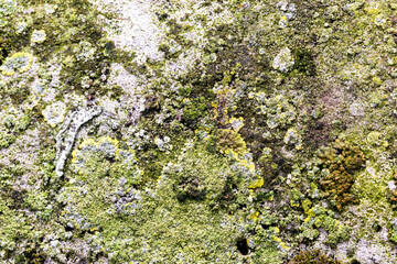 Close Up of Moss Lichen Urban Decay Texture Background