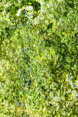 Close Up of Moss Lichen Urban Decay Texture Background