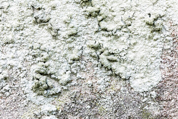Close Up of Moss Lichen Urban Decay Texture Background