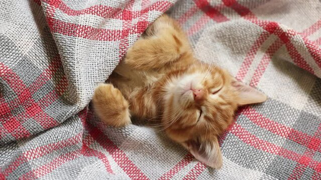 4k Cute ginger kittens sleeping on a blanket. Cat's dream. The concept of Happy adorable feline pets.