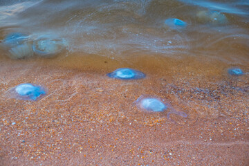 A lot of blue transparent jellyfish thrown ashore by the wave and floating in the water. Aurelia and Cornerota in the sea, invasion of jellyfish.