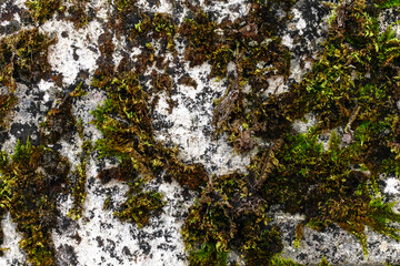 Close Up of Moss Lichen Urban Decay Texture Background