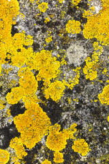 Close Up of Moss Lichen Urban Decay Texture Background